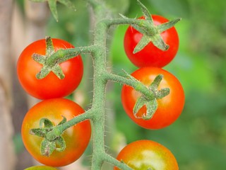 畑のプチトマト