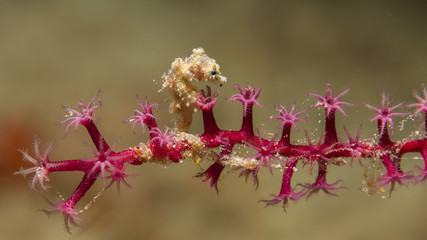Zwerg-Seepferdchen (hippocampus satomiae) auf Weichkoralle