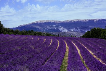Plakat Lavender fields in France