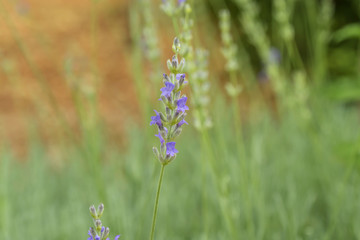lavender flower close-up