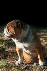 Portrait of young English bulldog outdoor in low light