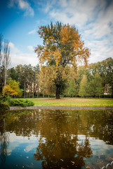 The autumn park near the town, with yellow fallen leaves and bare branches of trees