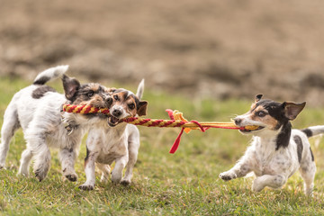 Drei Hunde spielen miteinander - Jack Russell Terrier - 2, 7 und 10 Jahre alt