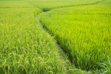 rice field