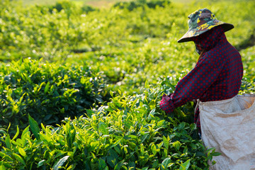 Picking leaf from tea plantation field in morning time, Moc chau, Vietnam