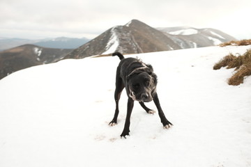 Chien qui se secoue dans la neige