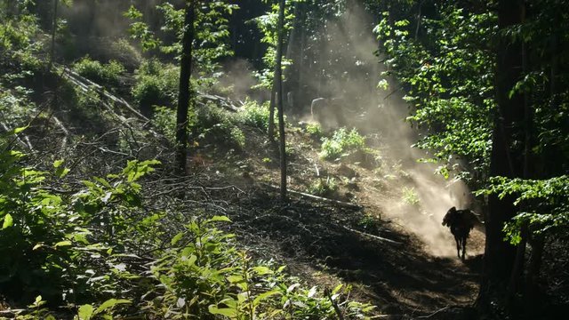 Mule walking in forest path carrying wood timber