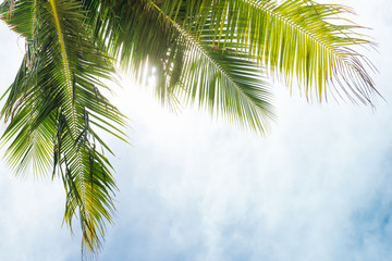 Fototapeta na wymiar Summer. Coconut trees over blue sky.