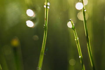 closeup of water drops on a stalk of green grass in the sunlight