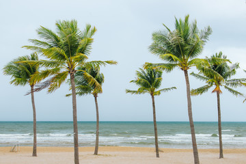 Tropical sea. Coconut trees on the beach.