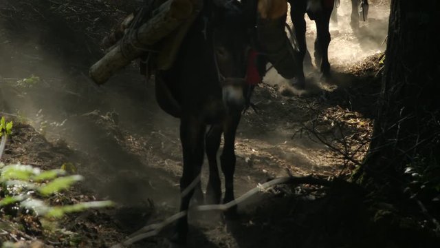 Mules carrying heavy load of wood logs