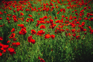 flower field of red poppy seed background