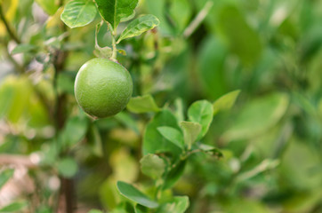 Lemon tree planted in the garden. As a result, sour round.