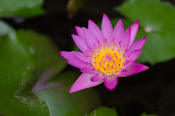 Purple Lotus in Thailand, planted front yard.