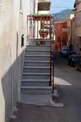 Fototapeta na wymiar Dog sitting at staircase in Italy to defend his home