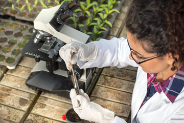 Biologist experimenting with soil and sprouts © Budimir Jevtic