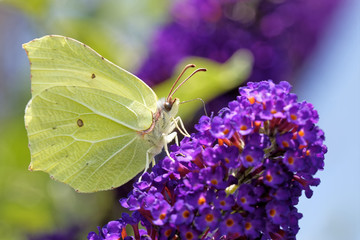 Zitronenfalter am Schmetterlingsflieder