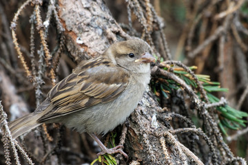 Juveniler Haussperling