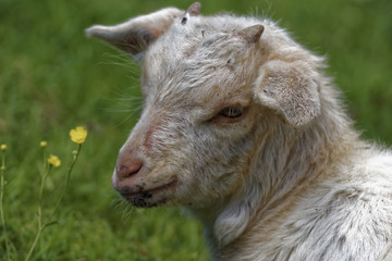 Fototapeta premium Yeanling