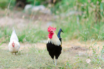 Bantams are popular in Thailand animal feed.