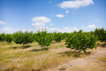 Fototapeta na wymiar Fruit trees