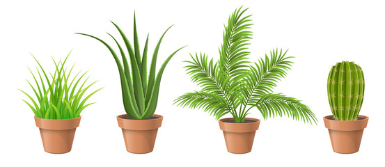 Different plant collection in pot for home decoration, including cactus, aloe vera, palm and grass. Vector illustration, isolated on white.