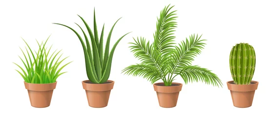 Verschiedene Pflanzensammlungen im Topf für die Heimdekoration, darunter Kaktus, Aloe Vera, Palme und Gras. Vektorillustration, getrennt auf Weiß. © schondrienn