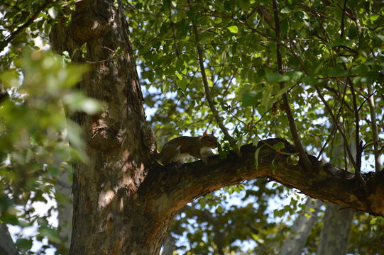 Un écureuil sur un arbre de Central park à New York