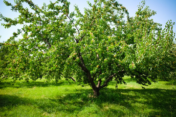 Fototapeta na wymiar apricots trees