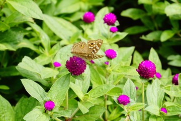 Flower and butterfly