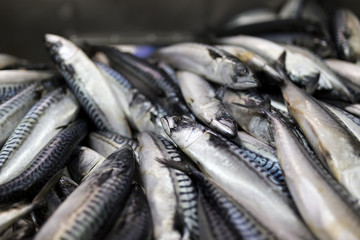 Fresh mackerel