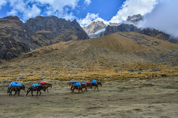 peru inca trail salkantay horses