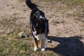 Australian Sheperd