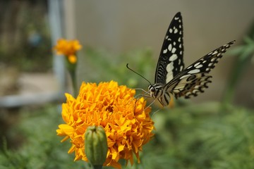 Flower and butterfly