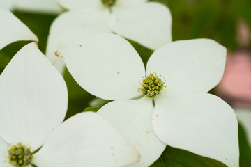 白いヤマボウシの花