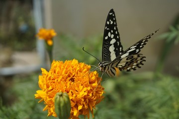 Flower and butterfly