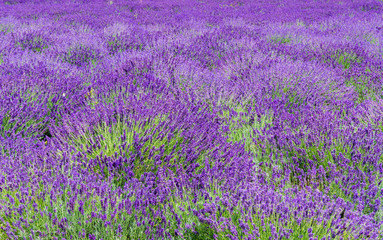 Fototapeta premium Lavendelblüte