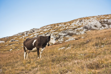 Cow on a pasture at Svrljiske mountains in east Serbia