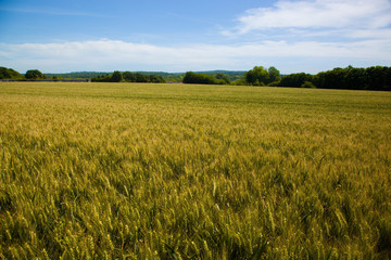 Wheat fields in the Vexin region in France, with a blue sky in background