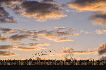 Pájaros al atardecer / Birds at sunset