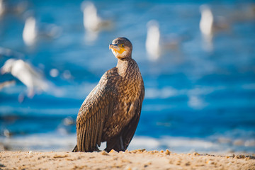 Kormoran nad morzem w tle mewy i niebieskie morze © Mariusz_arts