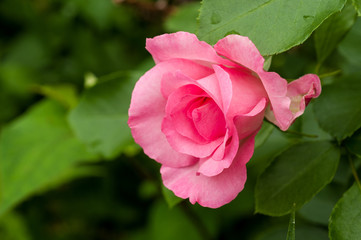 ピンクのバラ