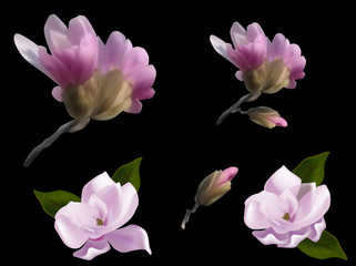 set of magnolia pink flowers on black background
