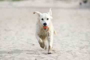 Golden retriever dog running fast