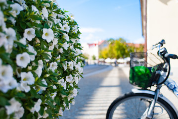 rower i piękne kwiaty uliczne latem - obrazy, fototapety, plakaty