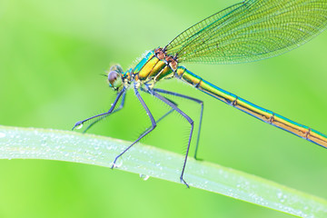 Libellule agrion dans la ros&eacute;e
