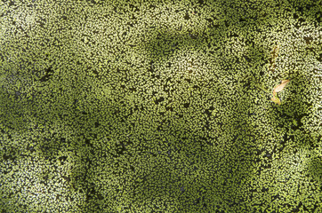 Duckweed