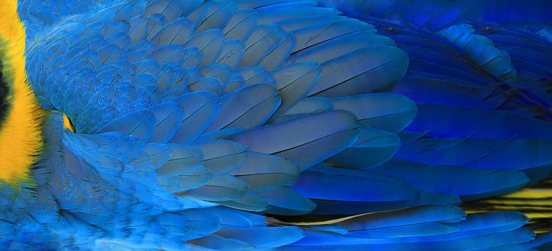 Fototapeta Parrot feathers yellow and blue exotic texture