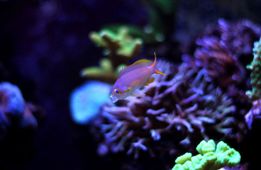 Squareback Anthias (Pseudanthias pleurotaenia)