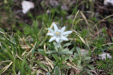 Floare de Colt in Parcul National Piatra Craiului